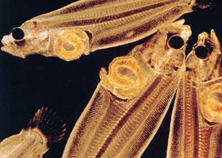 larval fish