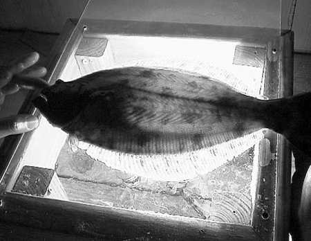 southern flounder