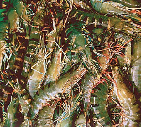 shrimp grading systems