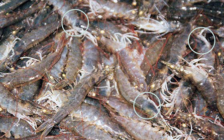 Changing paradigms in shrimp farming