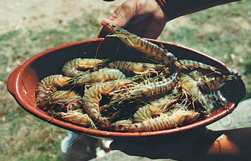 kuruma shrimp