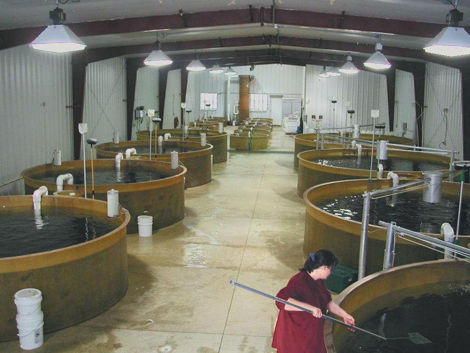 Mine water aquaculture