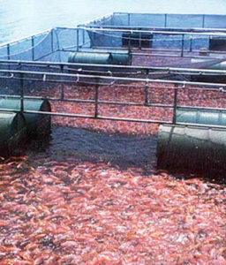 Commercial tilapia production in Panama