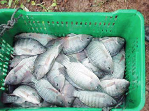 Commercial tilapia production in Panama