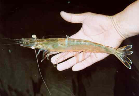 Penaeus chinensis shrimp