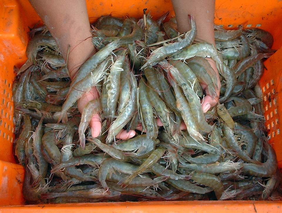 Inland shrimp farming