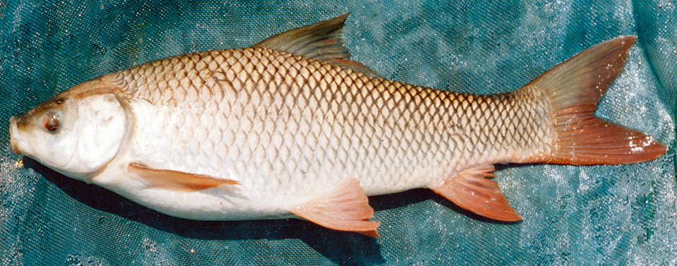 India major carp