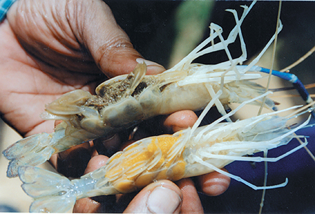 Freshwater prawn farming