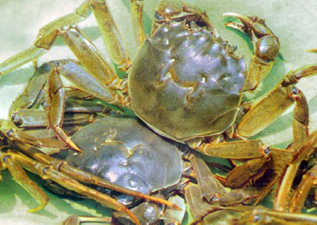 Chinese mitten-handed crabs