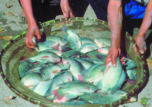 rural aquaculture