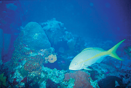yellowtail snappers