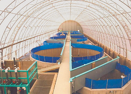 RAS finfish aquaculture