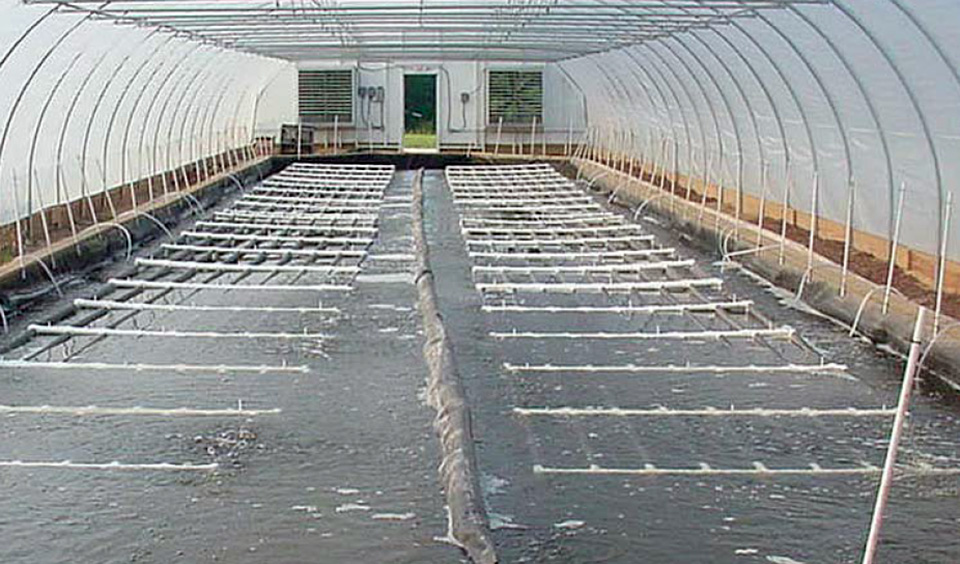 Greenhouse raceways: A consideration for super intensive shrimp production  « Global Aquaculture Advocate