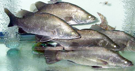Asian sea bass