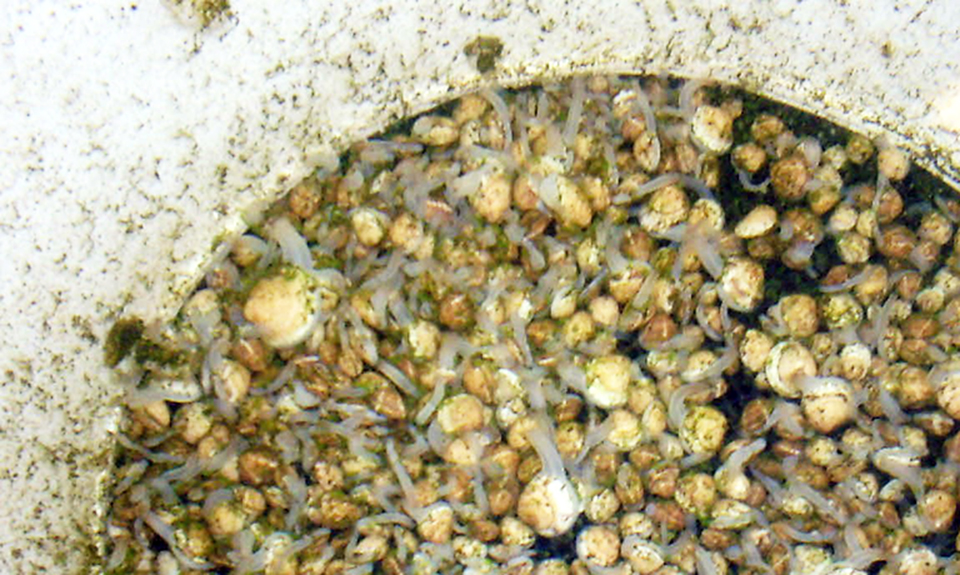 quahog clams