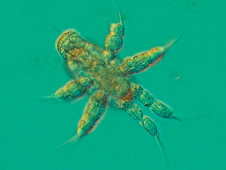 paraclanid copepods
