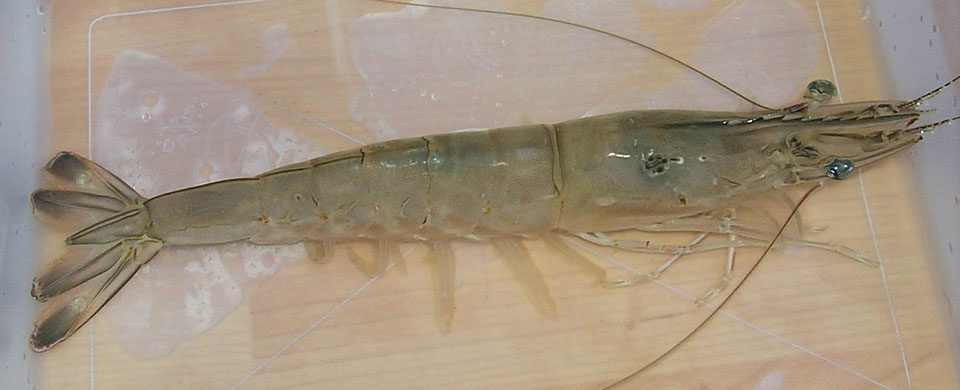 fleshy shrimp