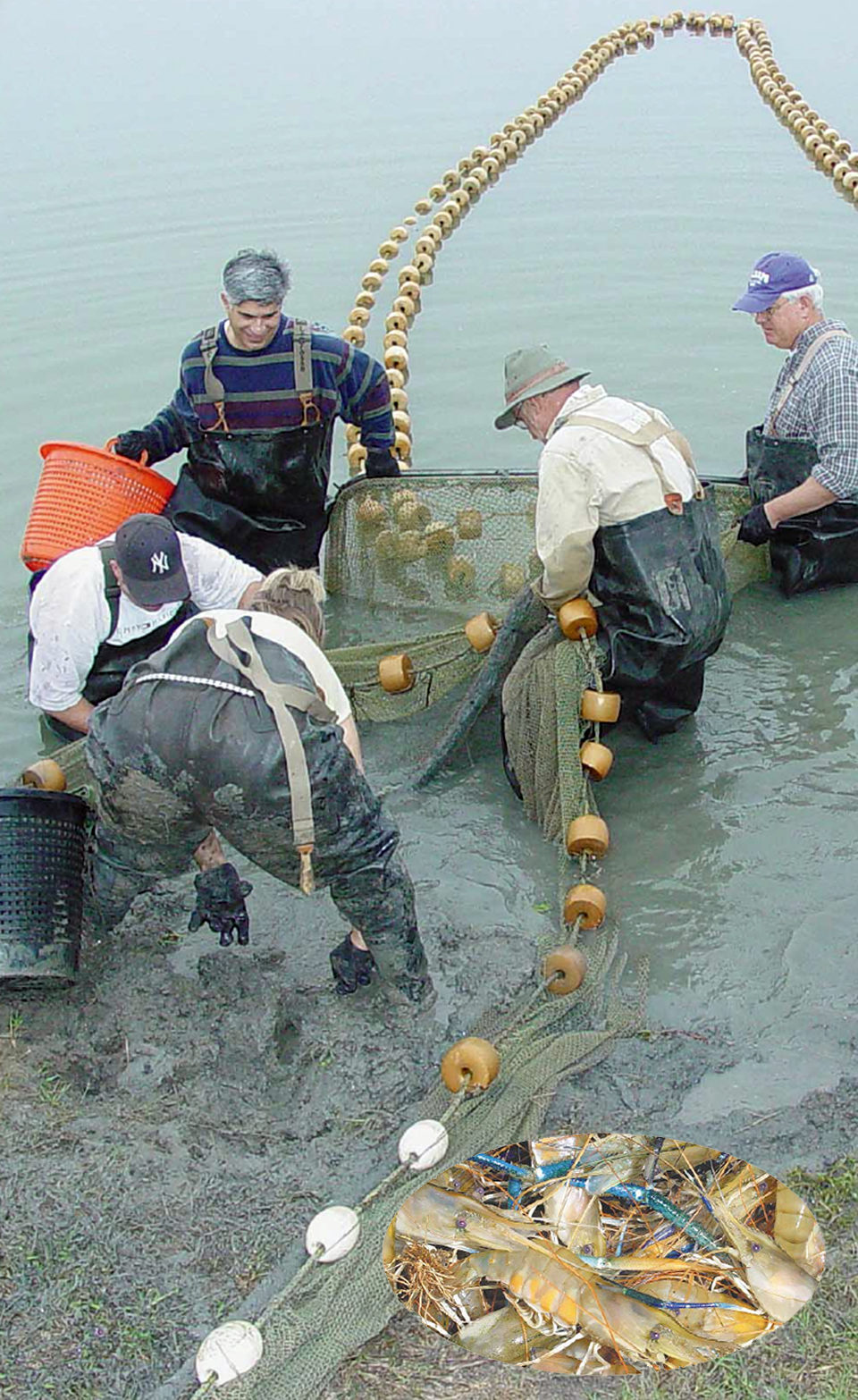 Freshwater prawn culture