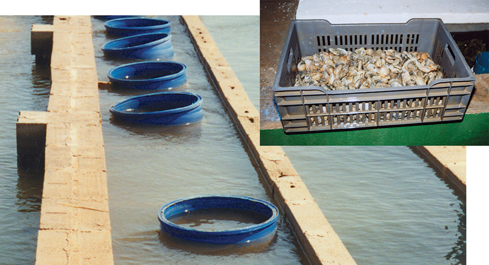Food safety issues in aquaculture