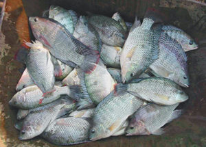 African fish hatcheries