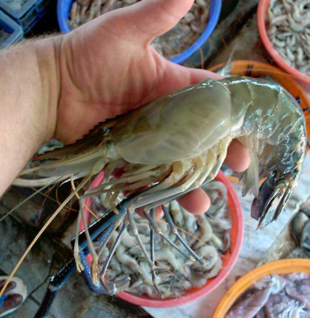 Freshwater prawn feed