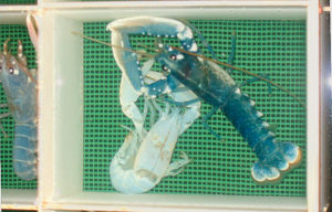lobster-farming