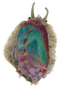 Tropical abalone