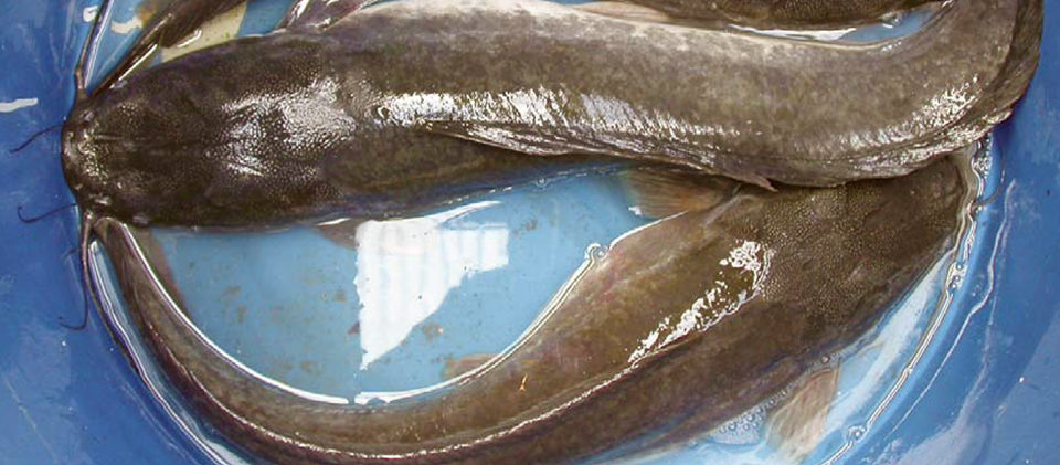 Palm distillate in catfish diets enhances growth, fillet quality