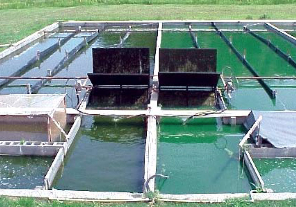 limits of catfish production