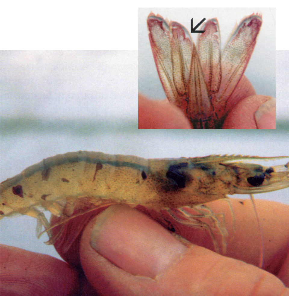 translocated shrimp