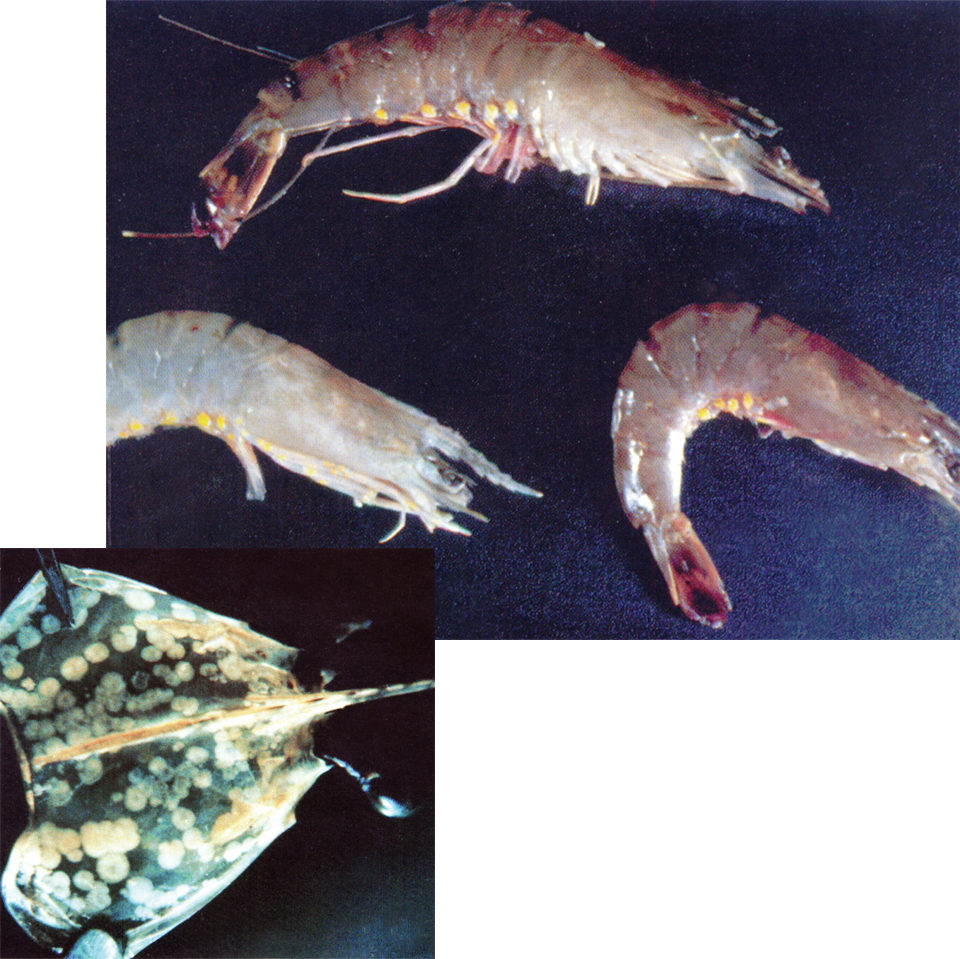translocated shrimp