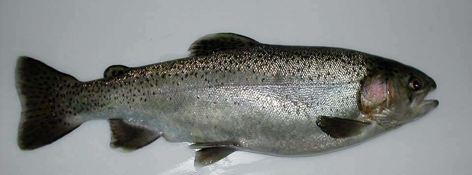tetraploid rainbow trout