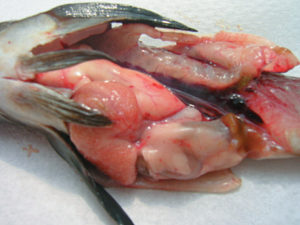 liver tissue