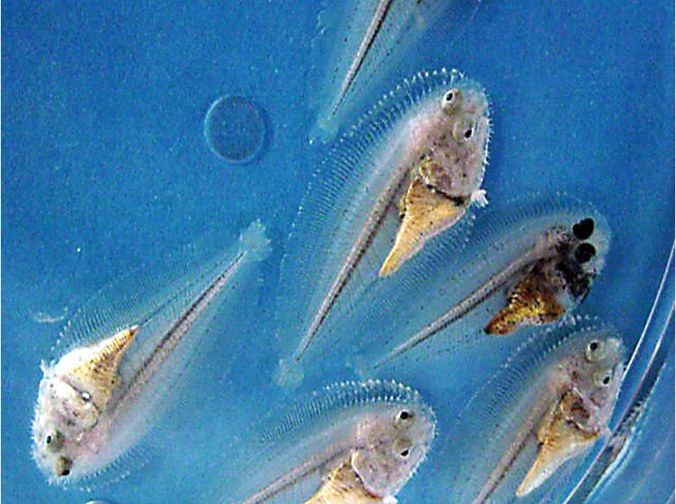 Senegal sole larvae