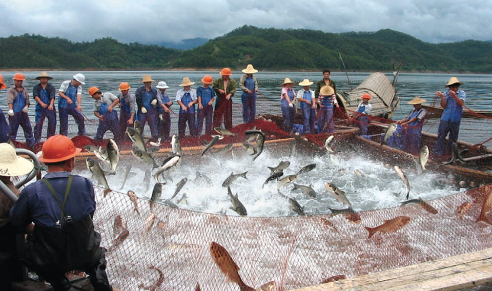 Freshwater fish culture in China - Responsible Seafood Advocate