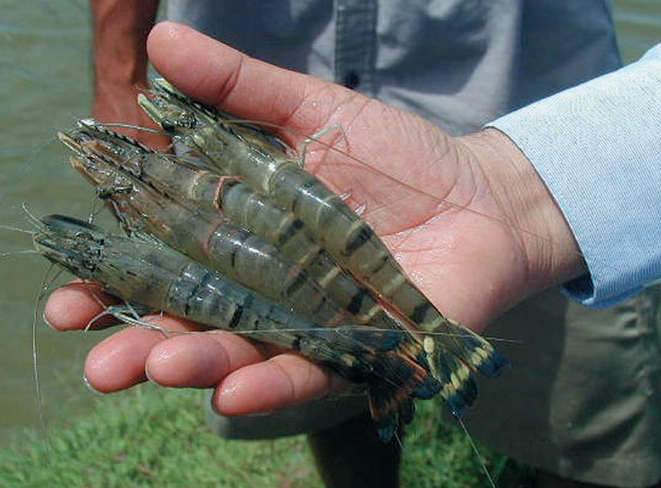 black tiger shrimp