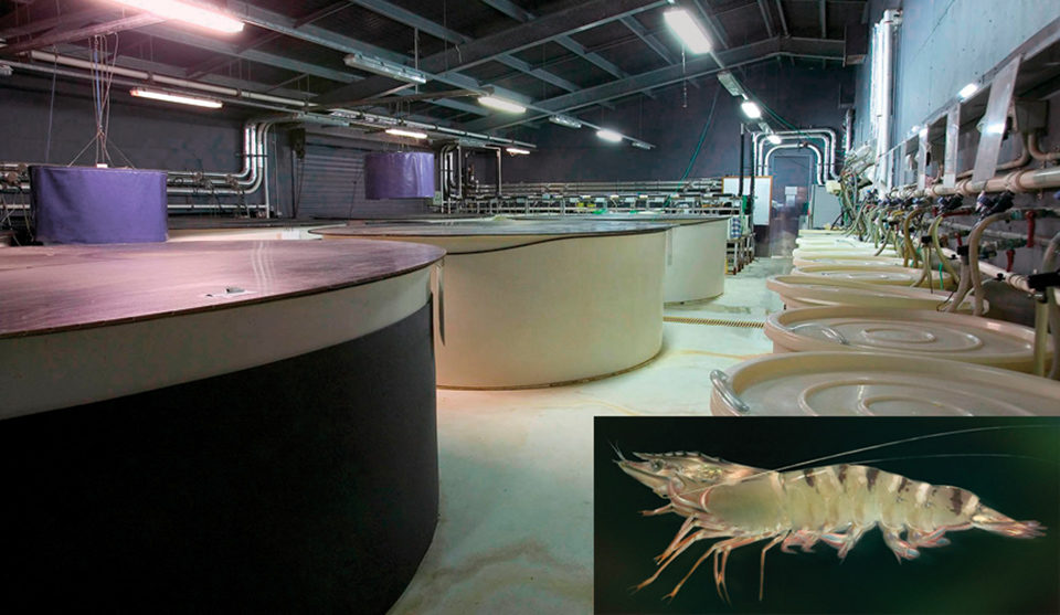 Shrimp breeding in australia
