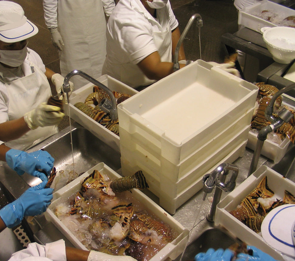 Lobster processing