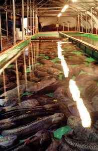 seafood production