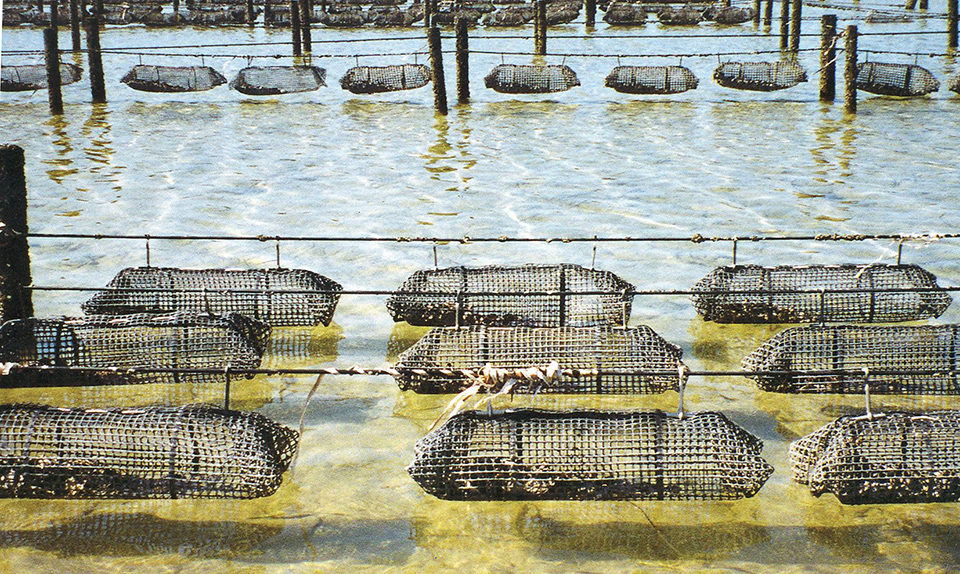 Oyster farming in South Australia