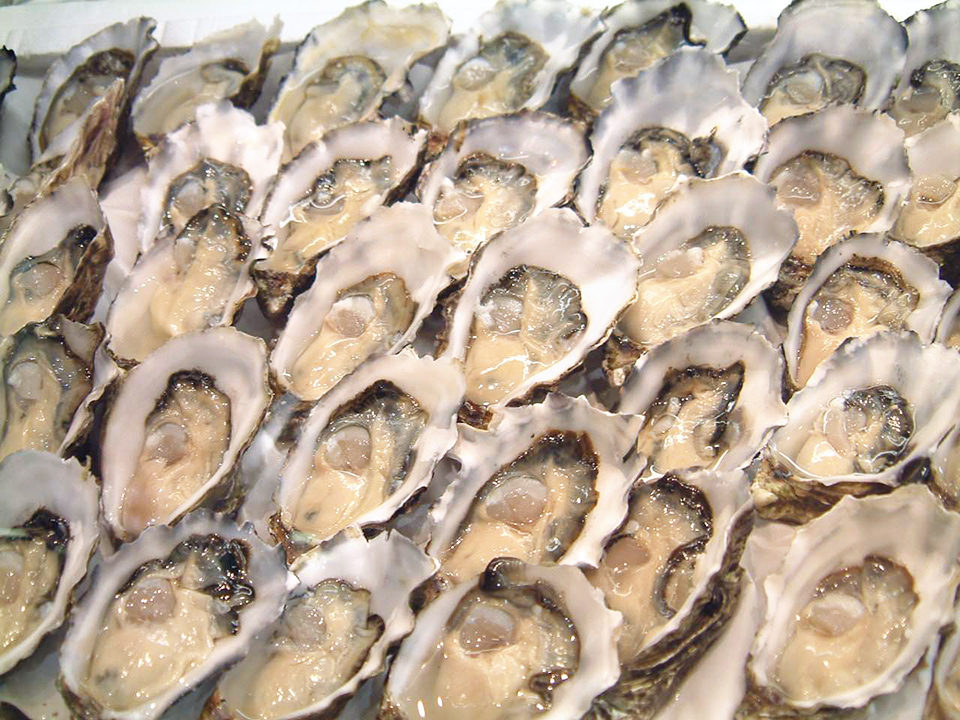 Oyster farming in South Australia