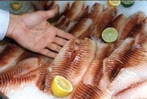 tilapia products