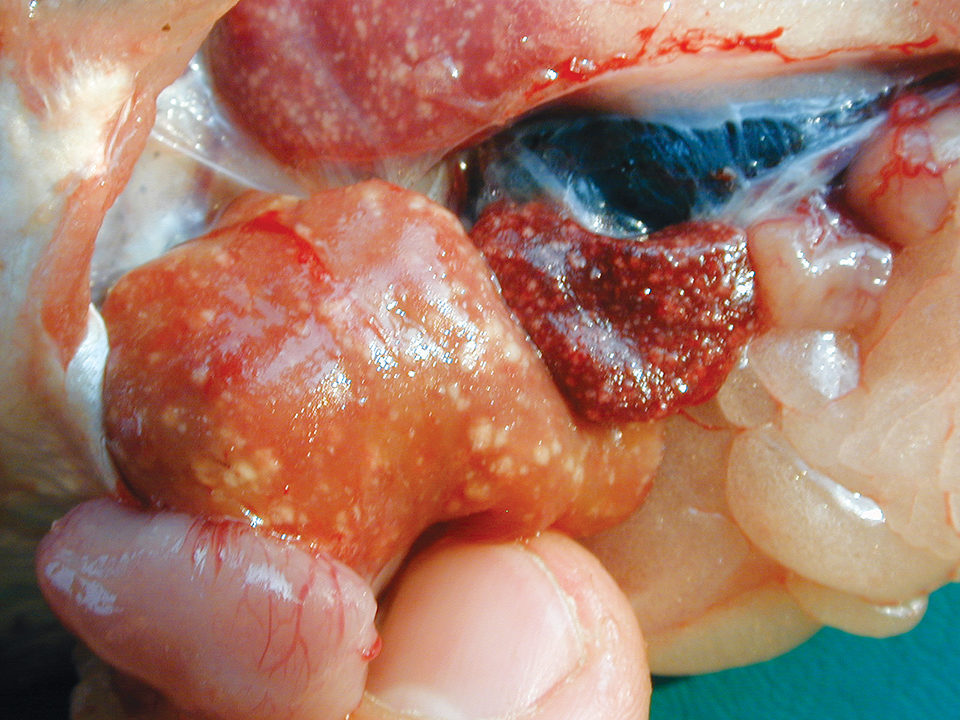Common diseases of pangasius catfish farmed in Vietnam - Responsible  Seafood Advocate
