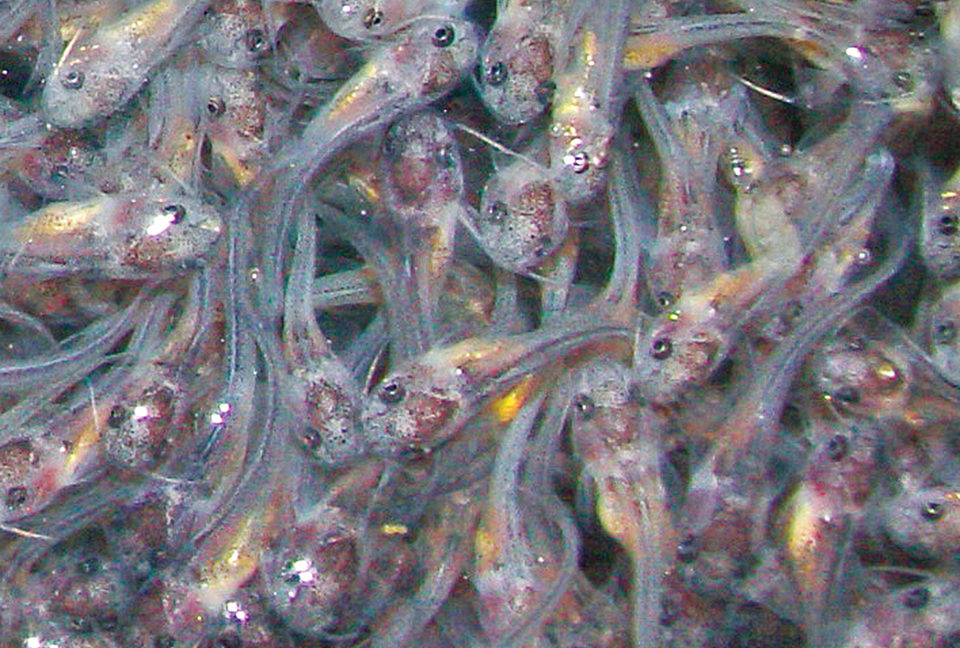 catfish fry survival