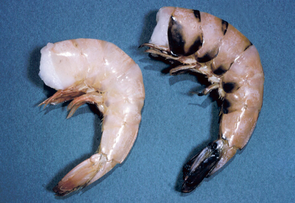 4-hexylresorcinol: sulfite-free control for melanosis in crustaceans « Global Aquaculture Advocate