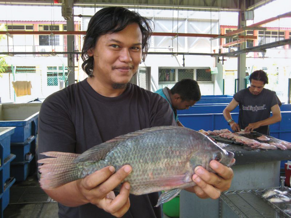 Transgenic fish: Risks and benefits - Responsible Seafood Advocate