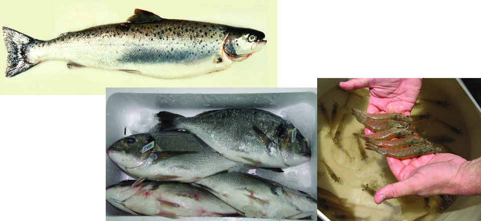 aquaculture genomics