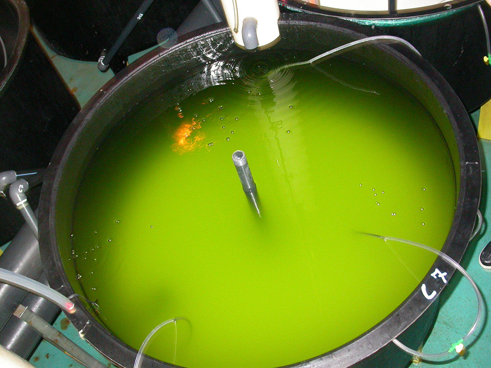 algae alternatives