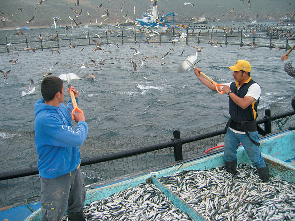 Tuna aquaculture