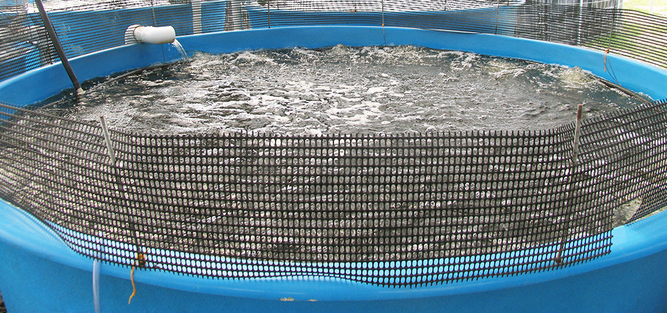back-yard aquaculture
